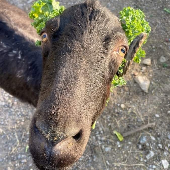 TevaLand Sanctuary Farm photo 4