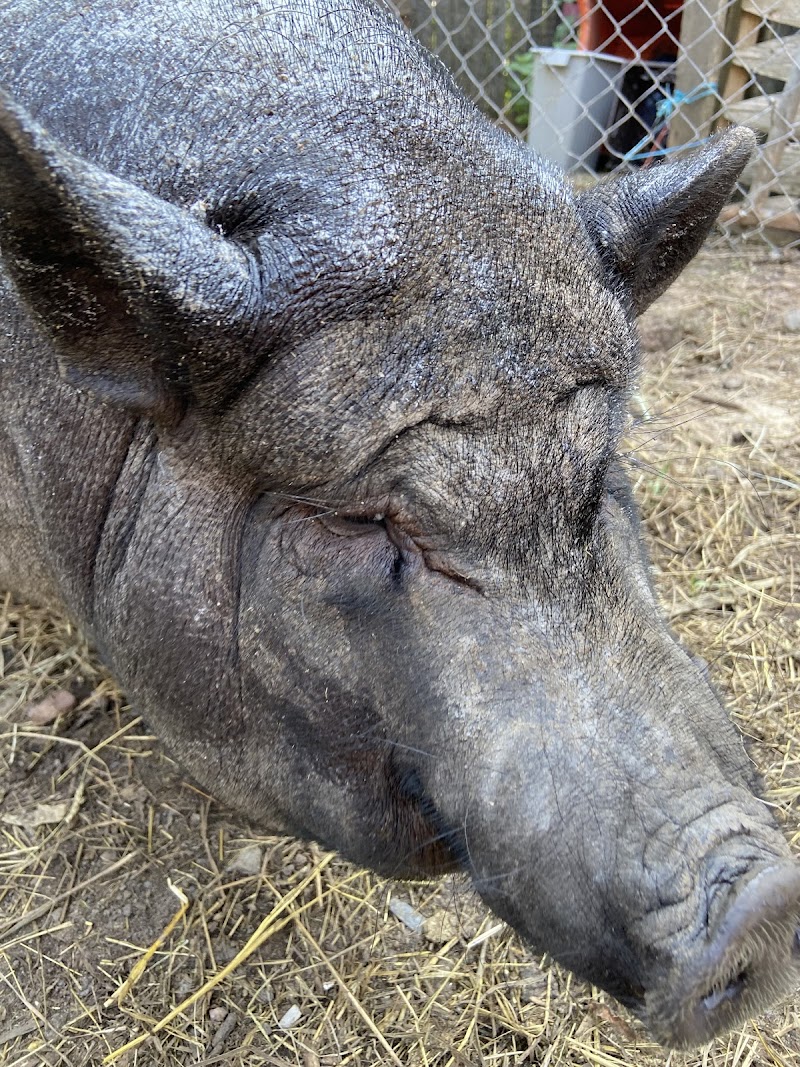 TevaLand Sanctuary Farm photo 5