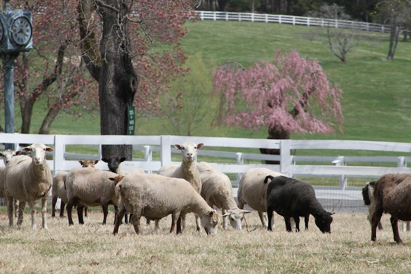 The Farm at Cabbage Hill photo 2