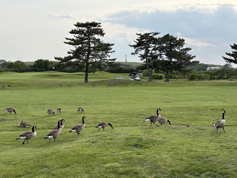 The Golf Club at Middle Bay photo 4