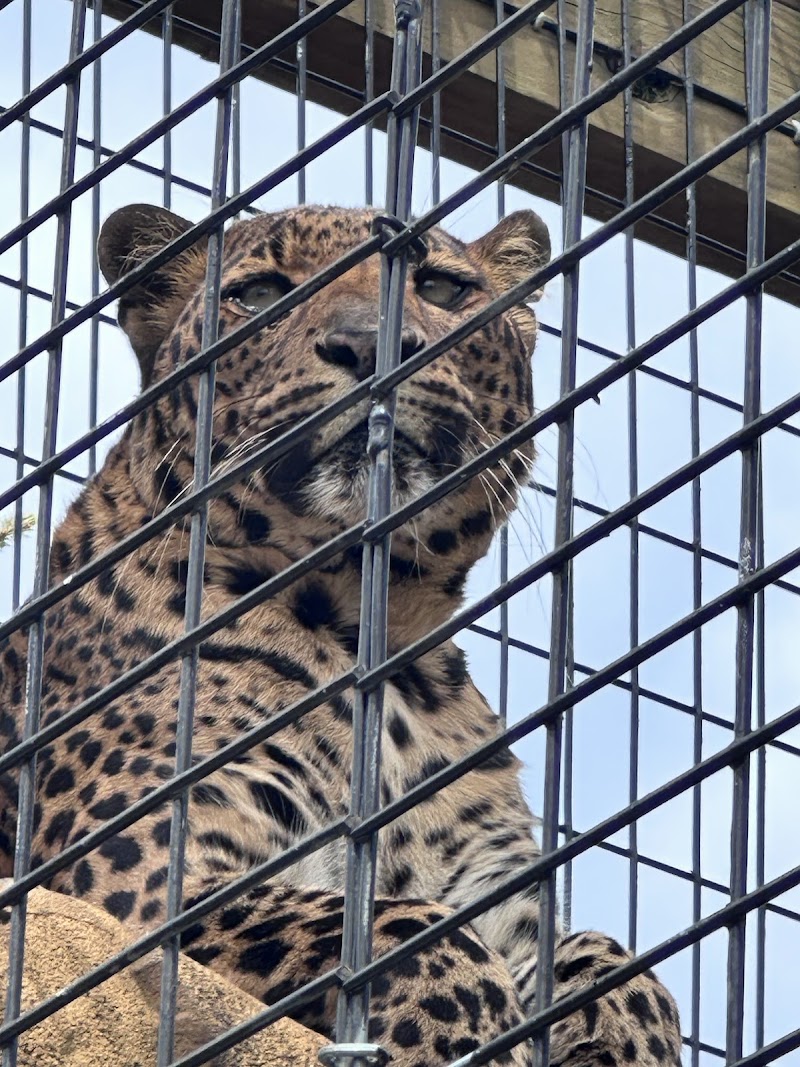 The Wild Animal Park photo 3