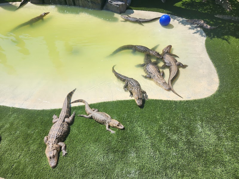 The Wild Animal Park photo 4