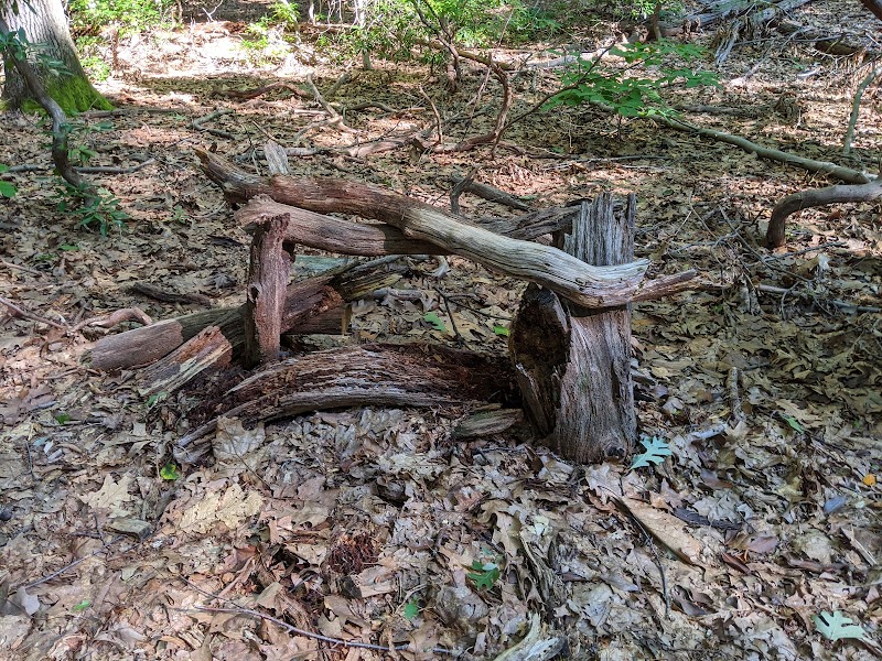 Tiffany Creek Preserve photo 4