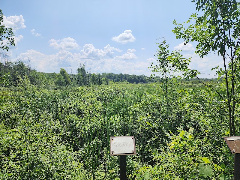 Tillman Road Wildlife Management Area photo 5