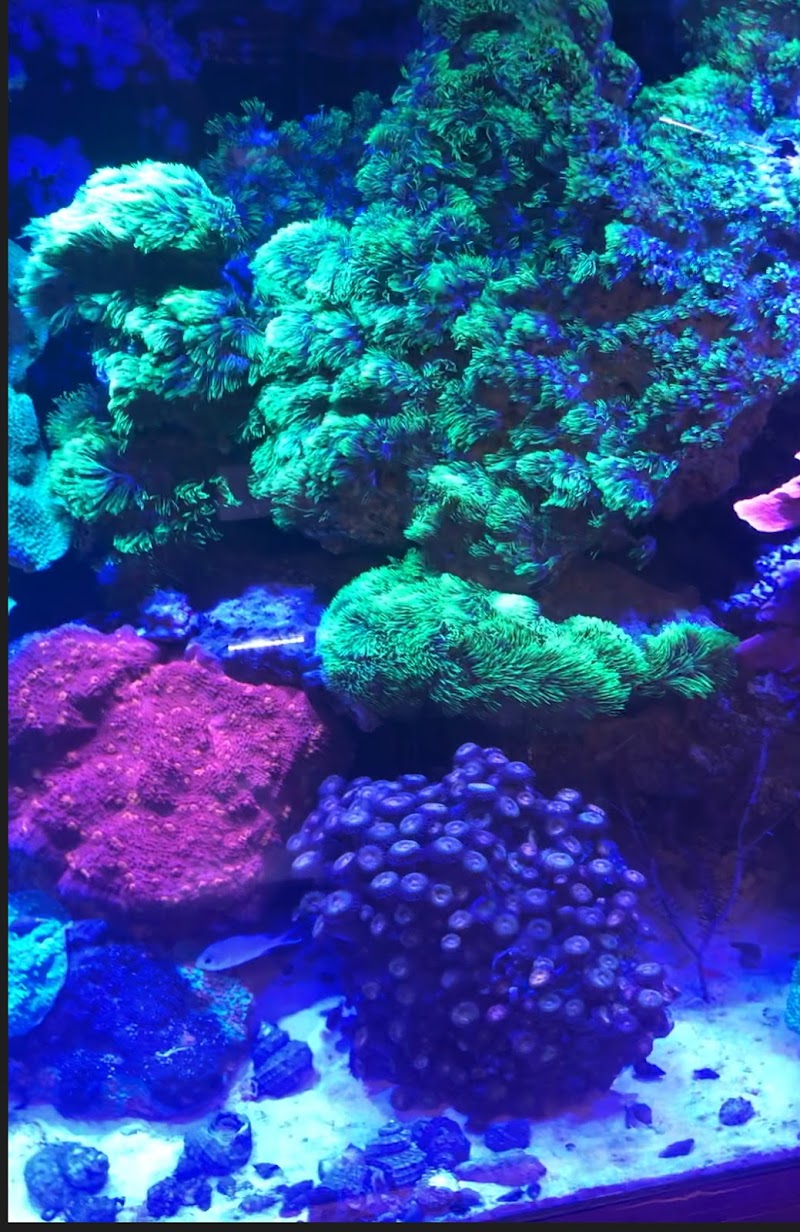 Total Aquariums photo 4