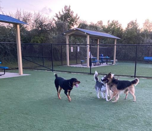 Town of Hempstead Dog Park photo 3
