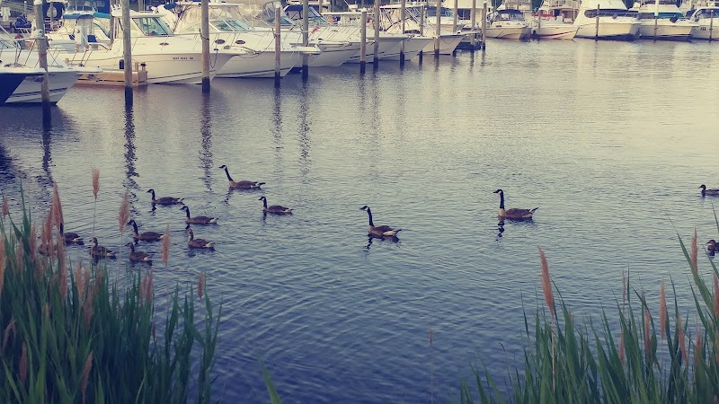 Treasure Cove Resort Marina photo 5