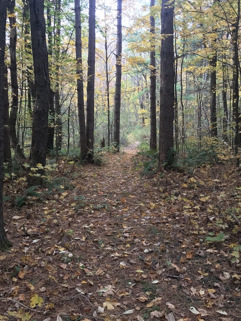 Tug Hill State Forest photo 3