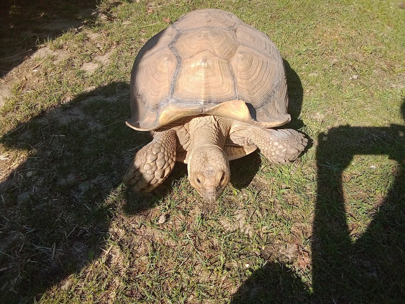 Turtle Rescue of the Hamptons photo 2