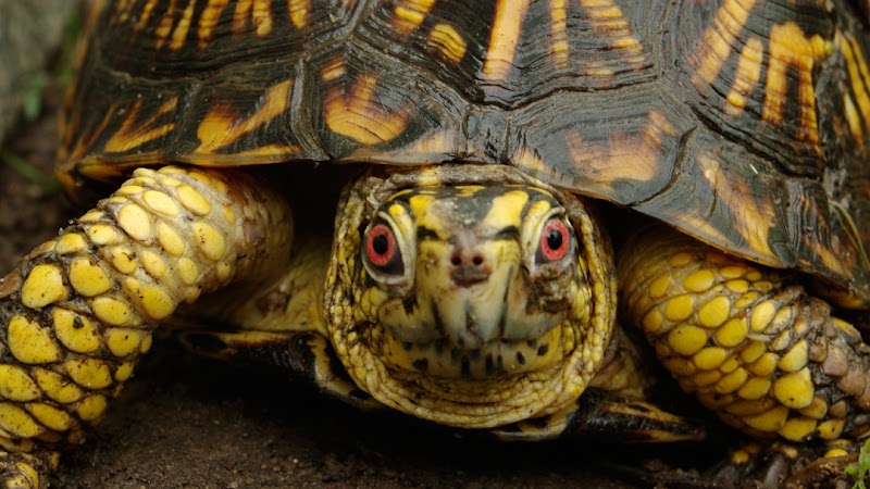 Turtle Rescue of the Hamptons photo 3