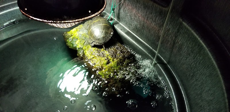 Turtle Rescue of the Hamptons photo 5