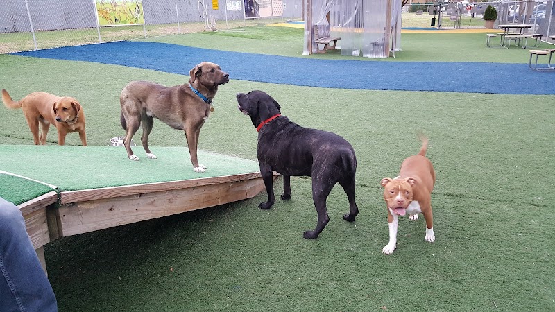 Valley Stream Dog Park (Member Only) photo 2