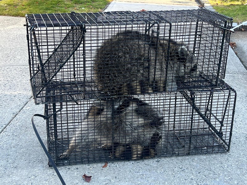 Varment Wildlife Control, Inc. photo 3