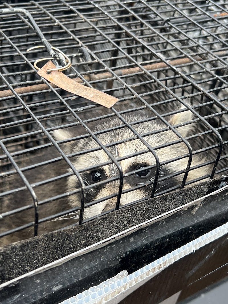 Varment Wildlife Control, Inc. photo 4
