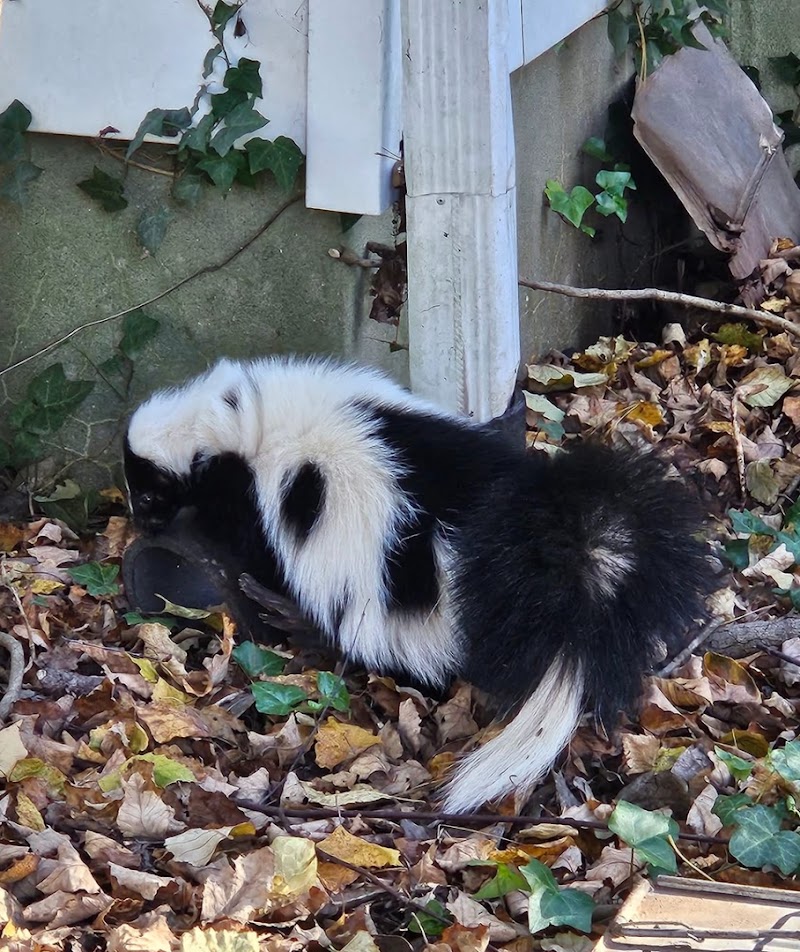 Varment Wildlife Control, Inc. photo 5