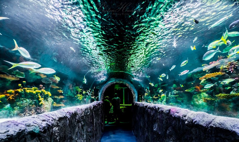 VIA Aquarium photo 3