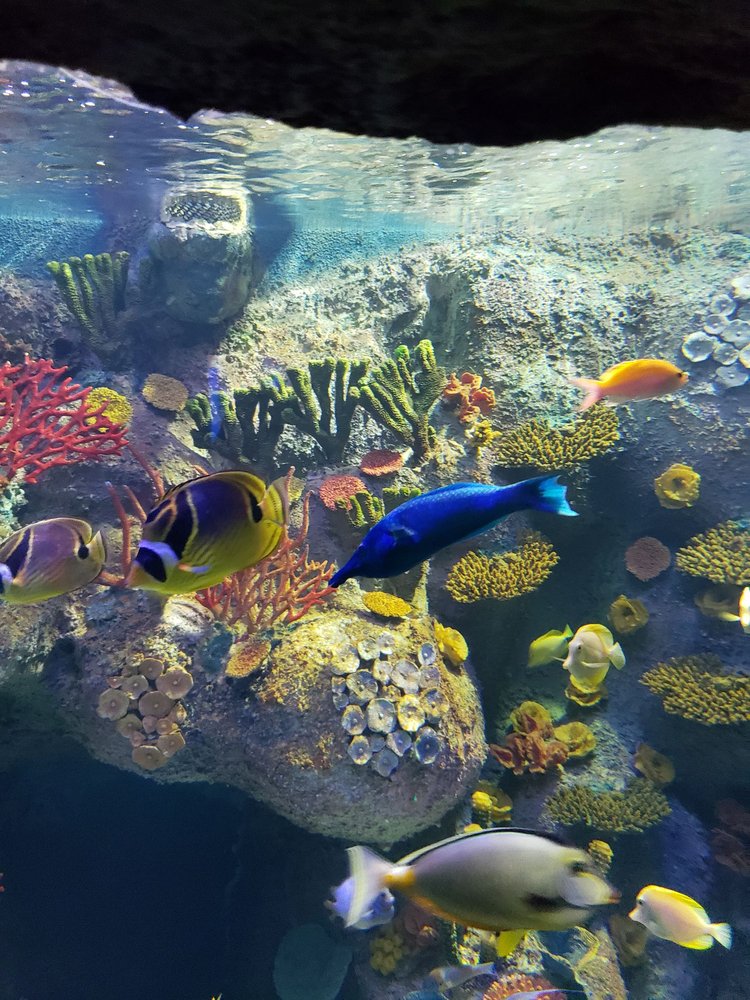VIA Aquarium photo 4