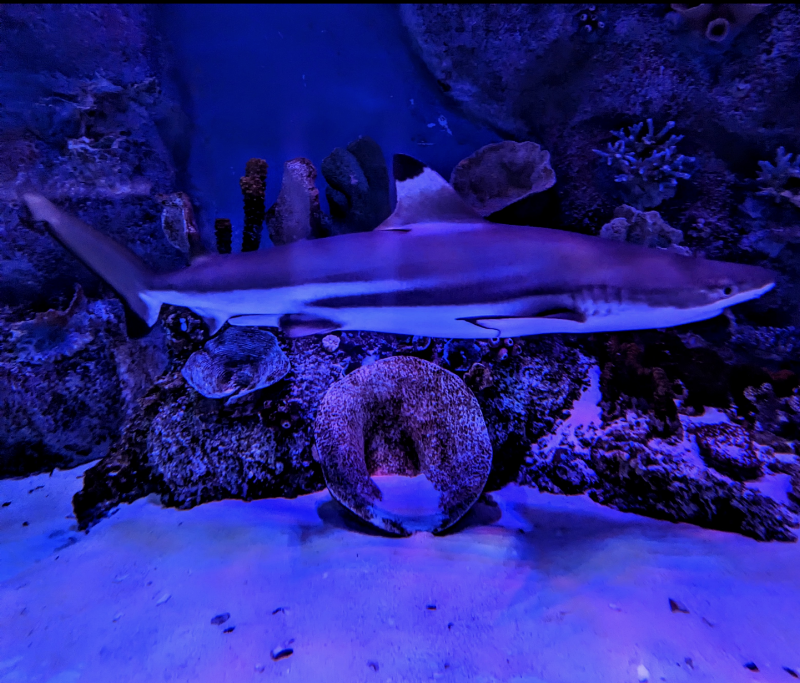 VIA Aquarium photo 5
