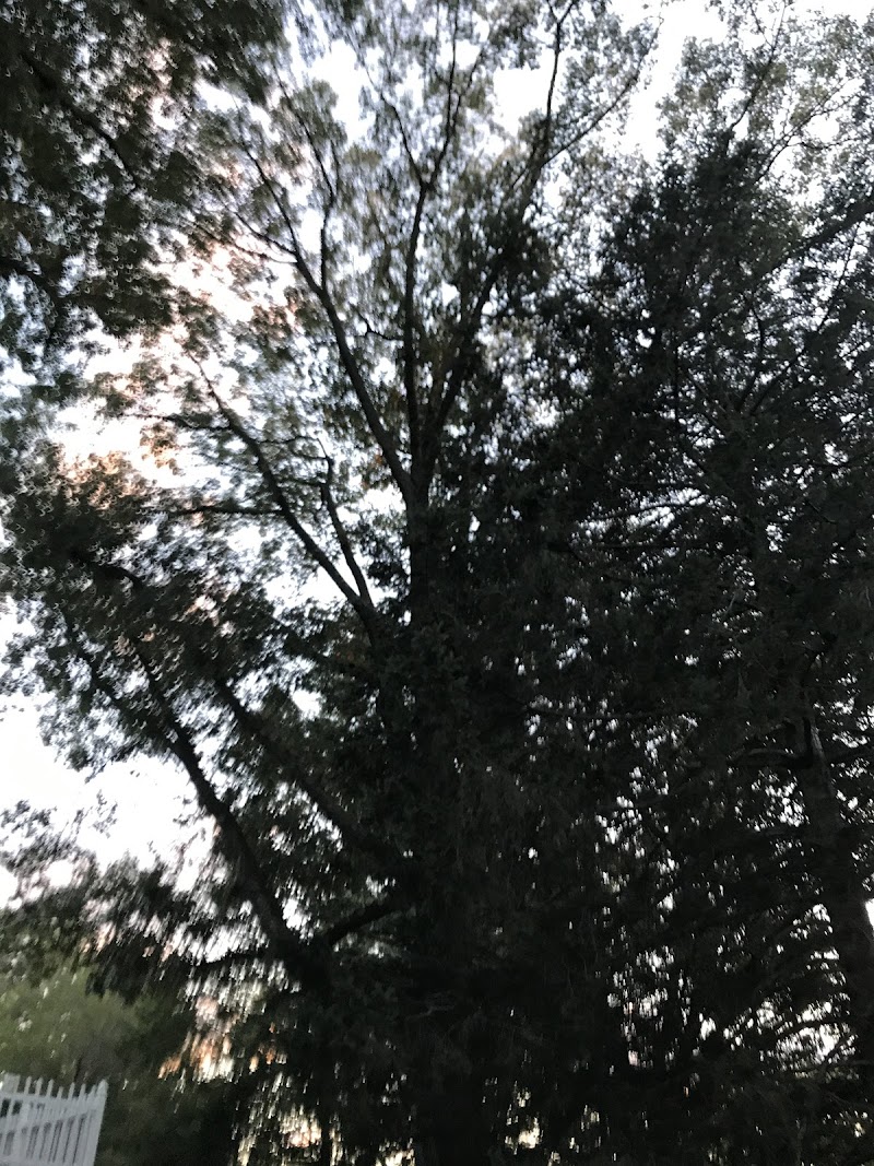 Village Park of Lake Success/Charles photo 4