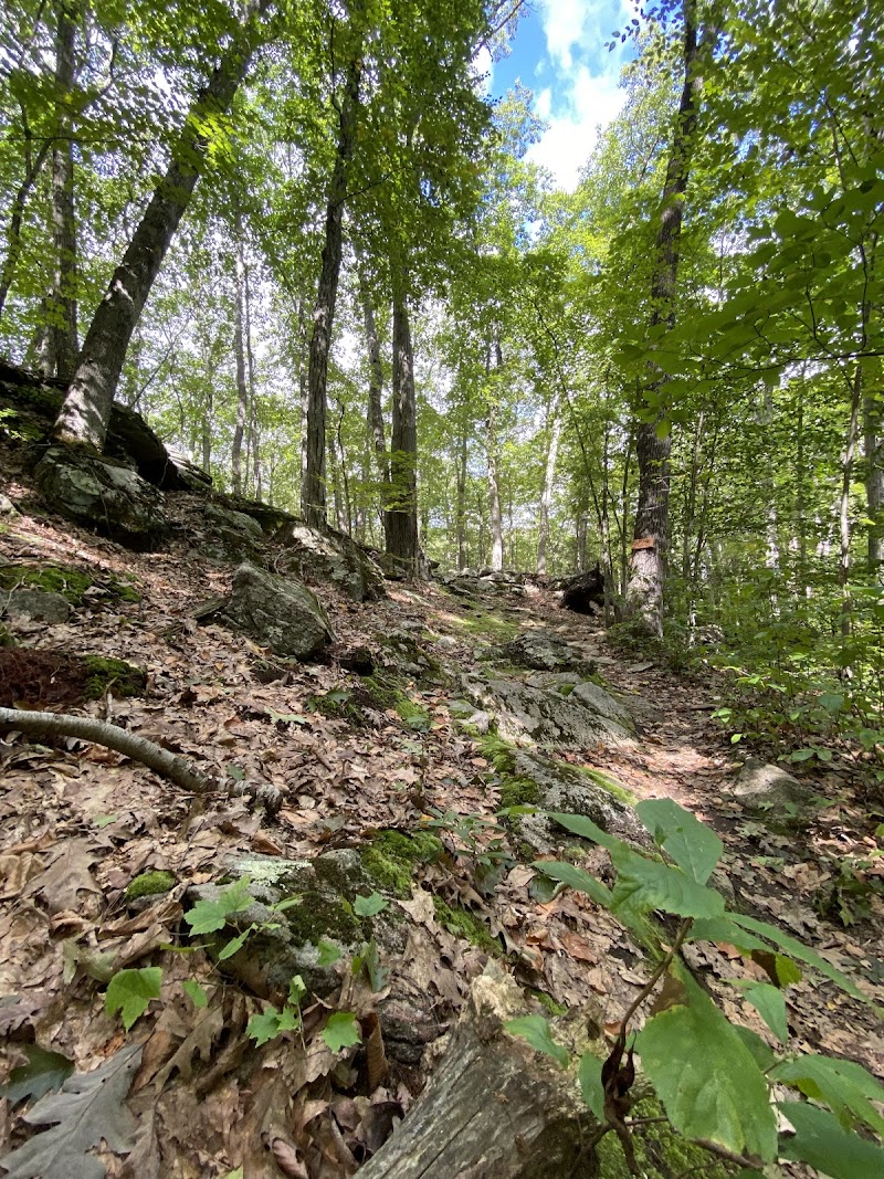 Webb Mountain Discovery Zone photo 3