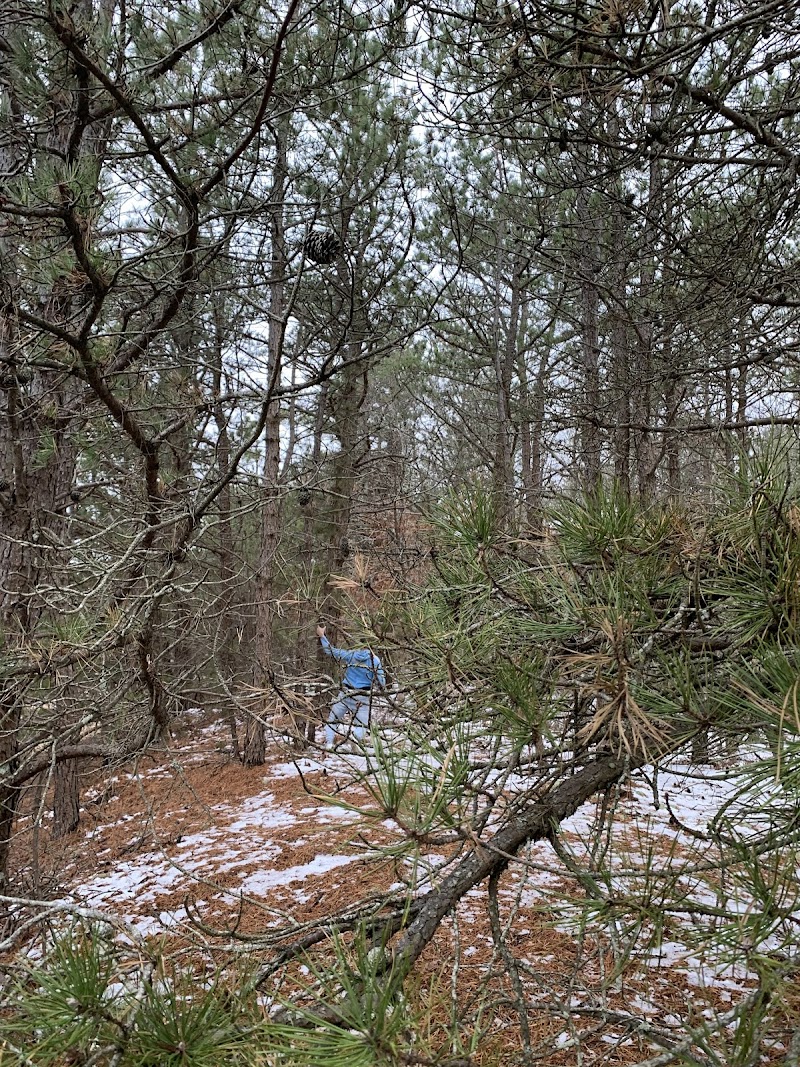 Westhampton Dwarf Pine Plains Preserve photo 2
