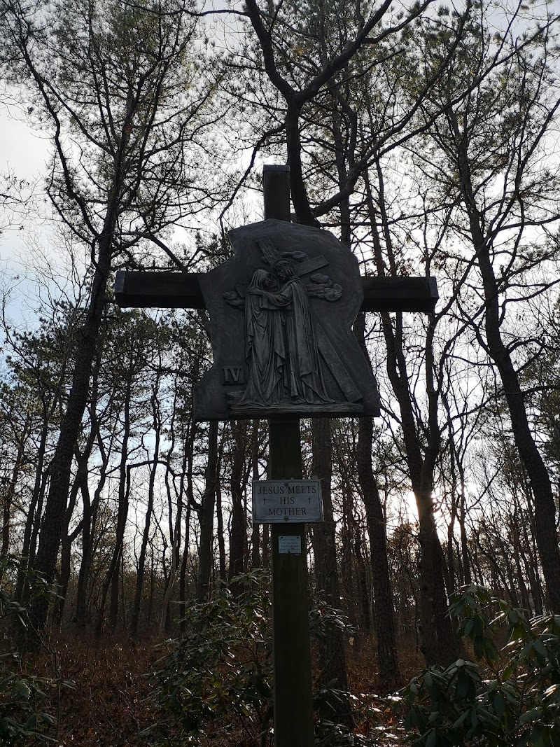 Westhampton Dwarf Pine Plains Preserve photo 3