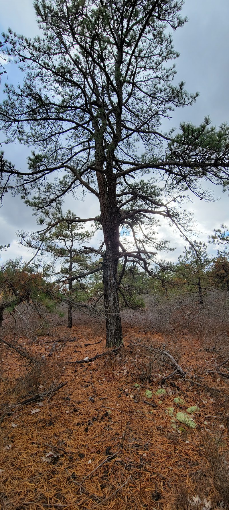 Westhampton Dwarf Pine Plains Preserve photo 4