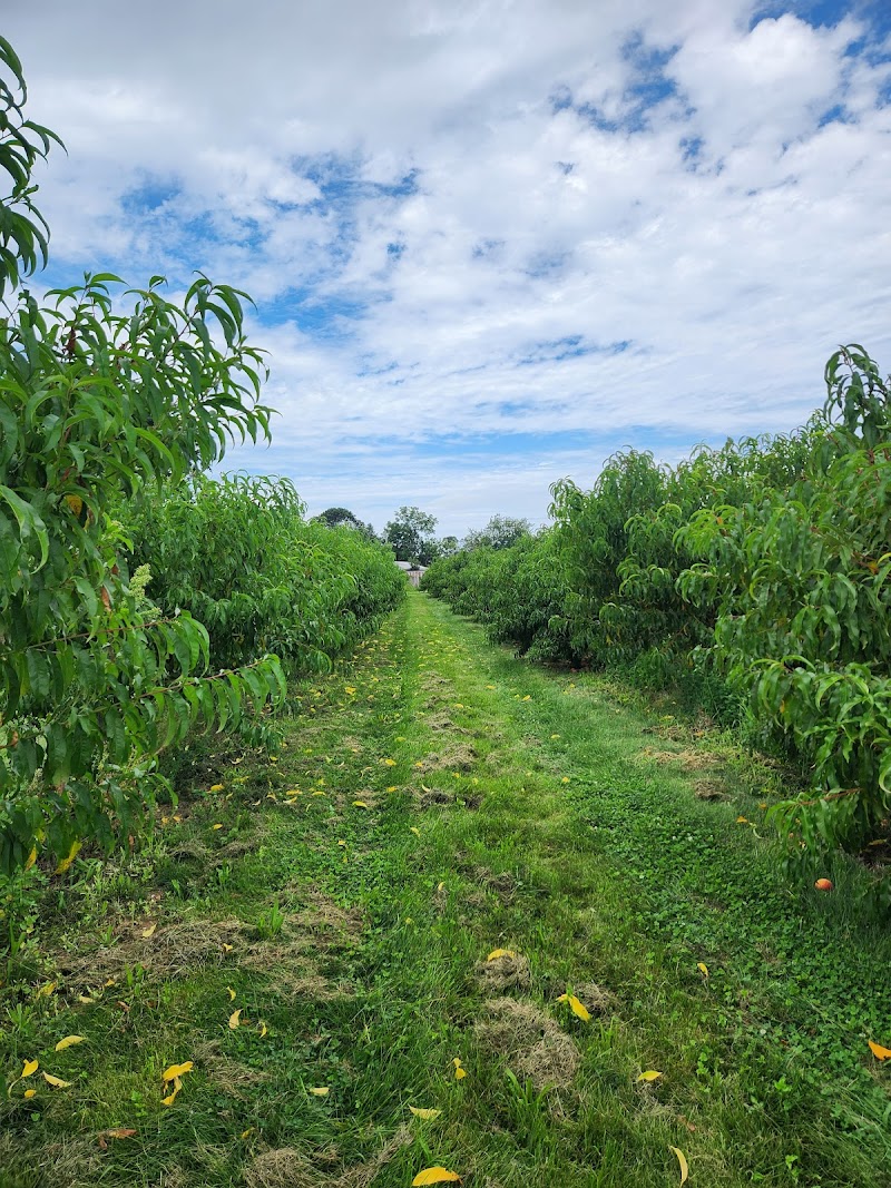 Wickham's Fruit Farm photo 2