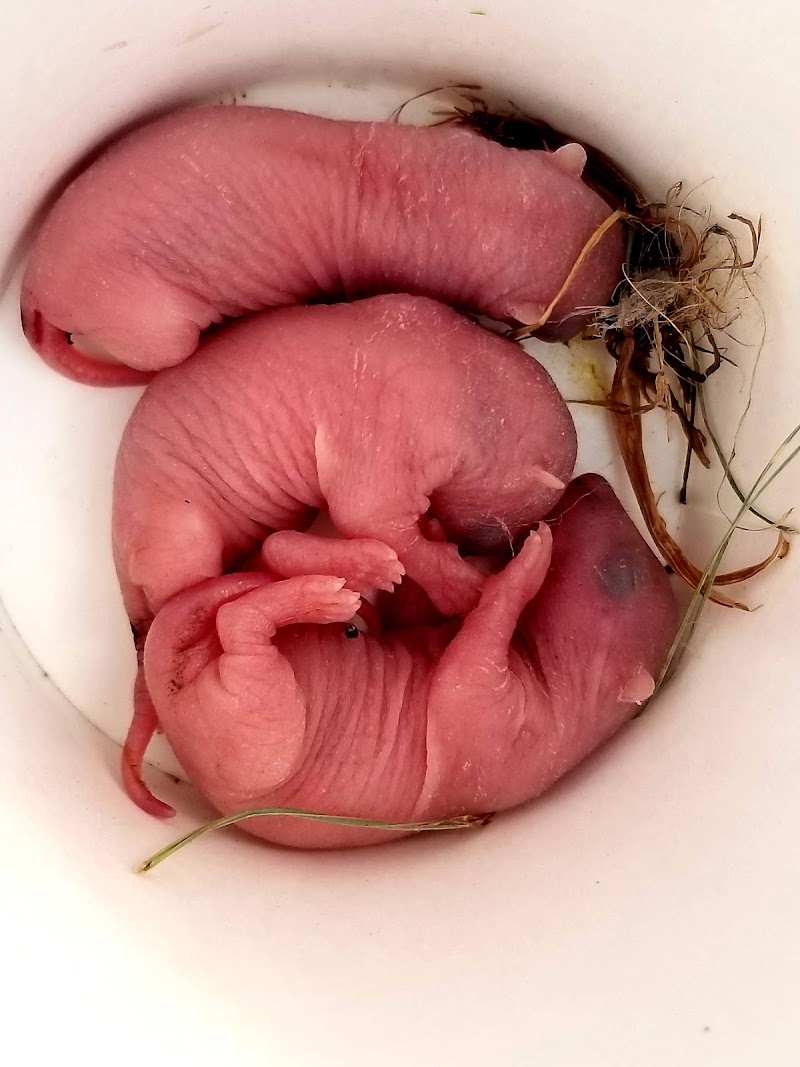 Wildlife In Crisis photo 4