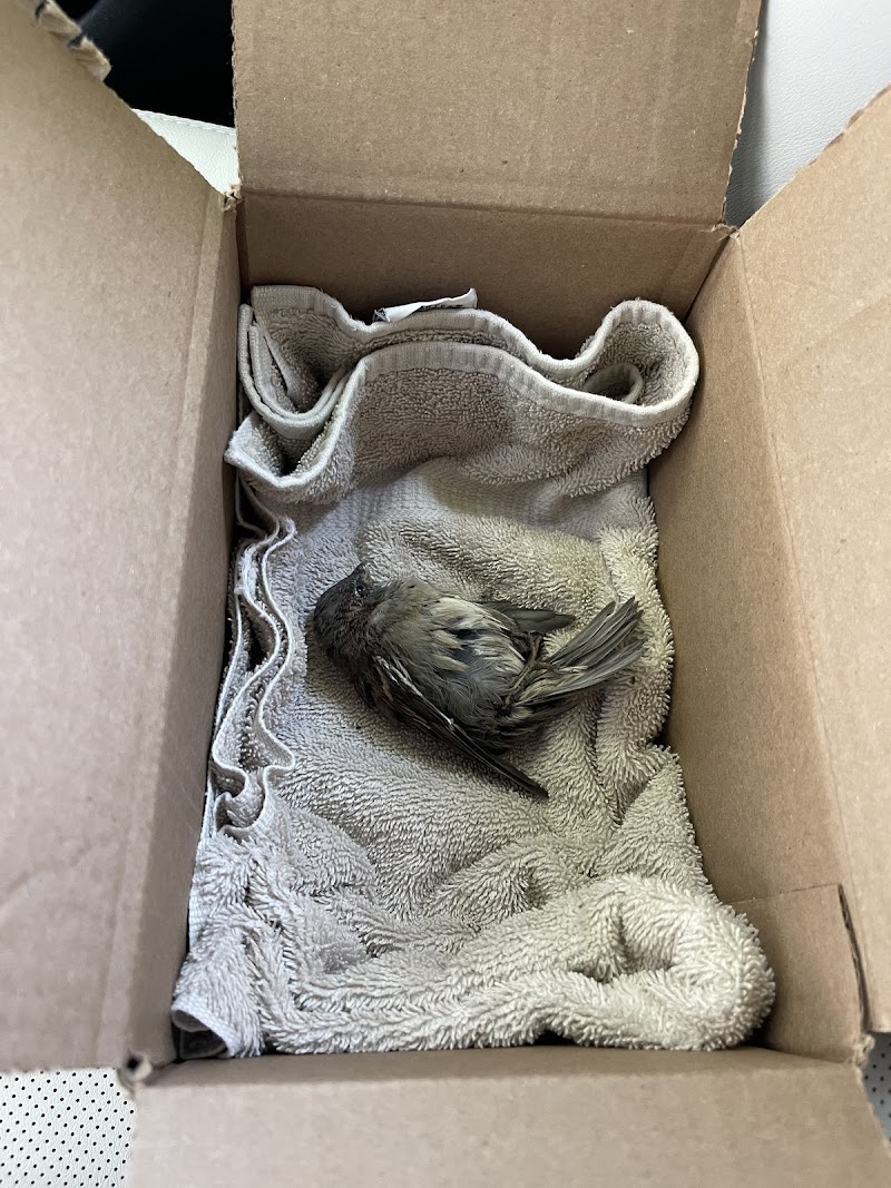 Wildlife In Crisis photo 5