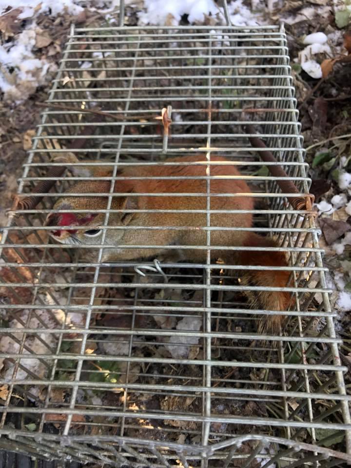 Wildlife Removal Suffolk County photo 1