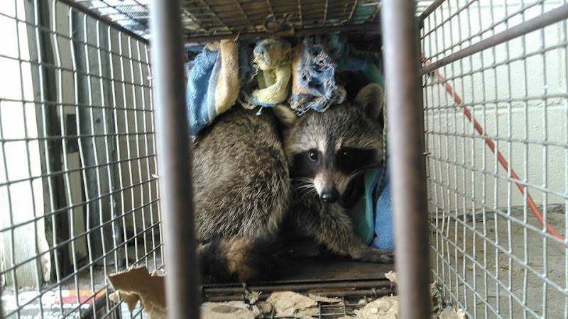 Wildlife Removal Suffolk County photo 2