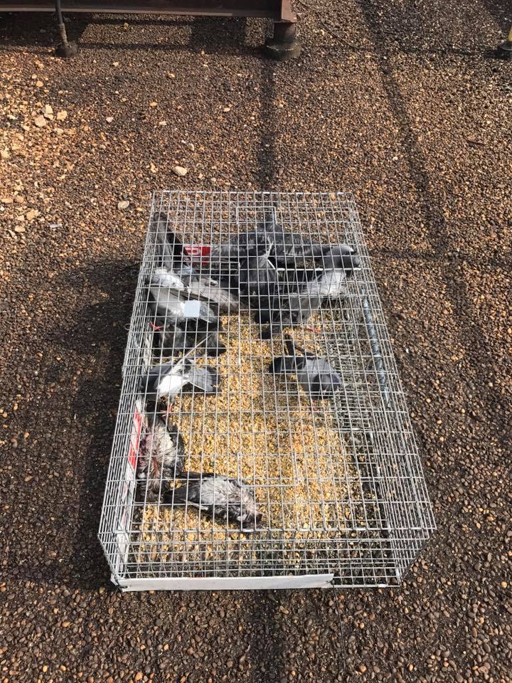 Wildlife Removal Suffolk County photo 3