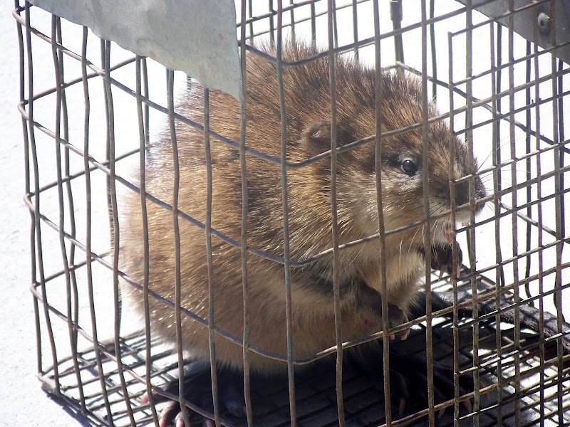 Wildlife Removal Suffolk County photo 4