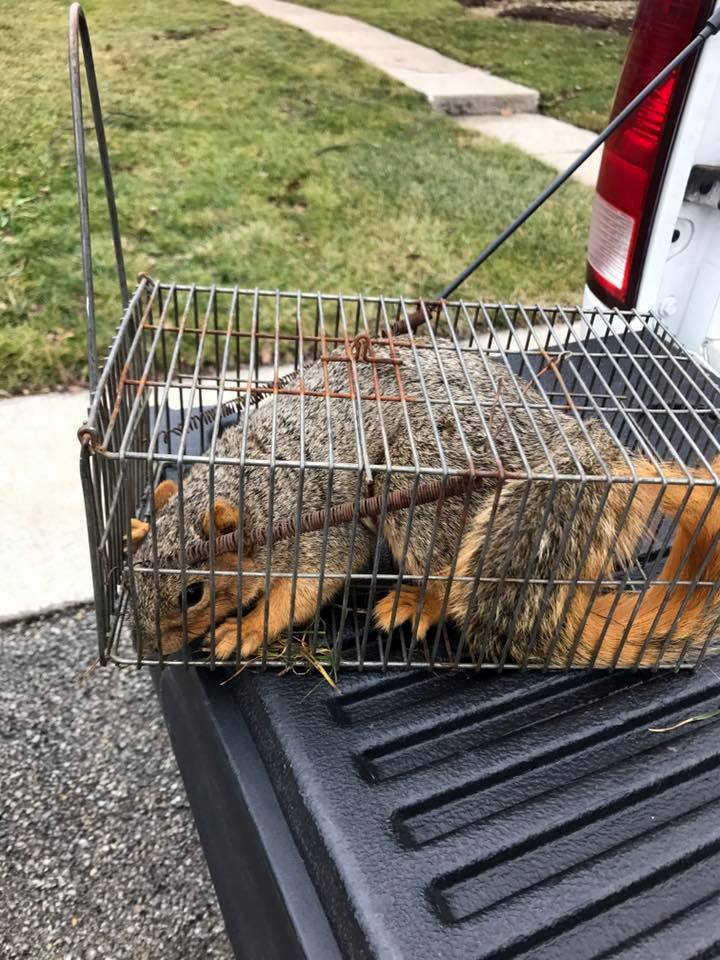 Wildlife Removal Suffolk County photo 5