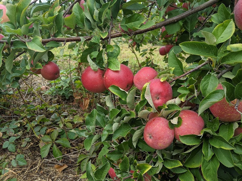 Wilkens Fruit & Fir Farm photo 2