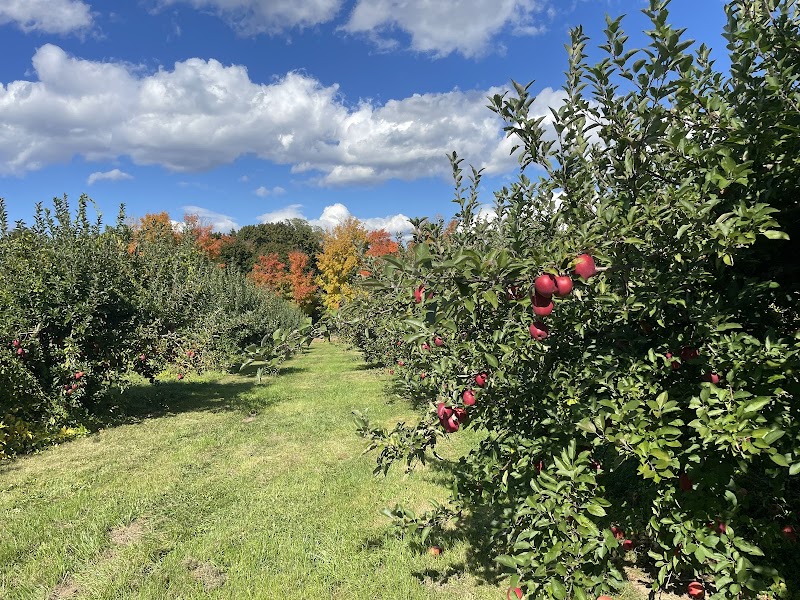 Wilkens Fruit & Fir Farm photo 4