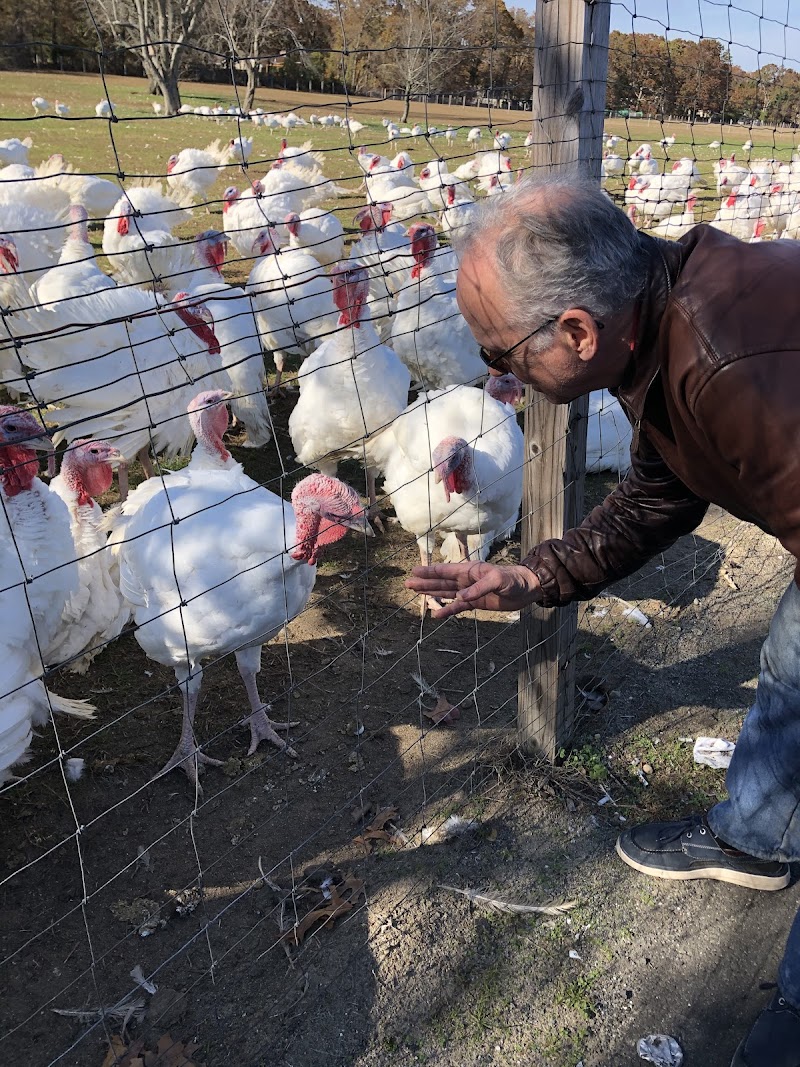 Will Miloski's Poultry Farm photo 3