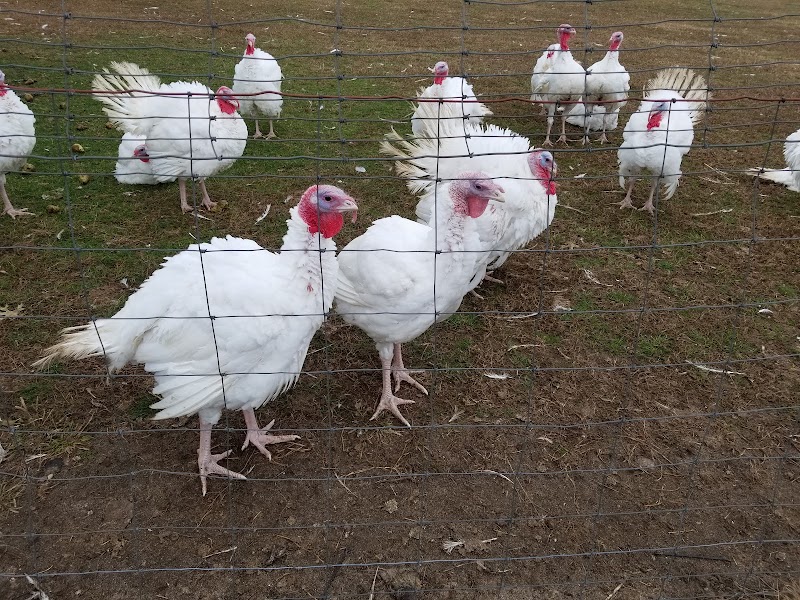 Will Miloski's Poultry Farm photo 5