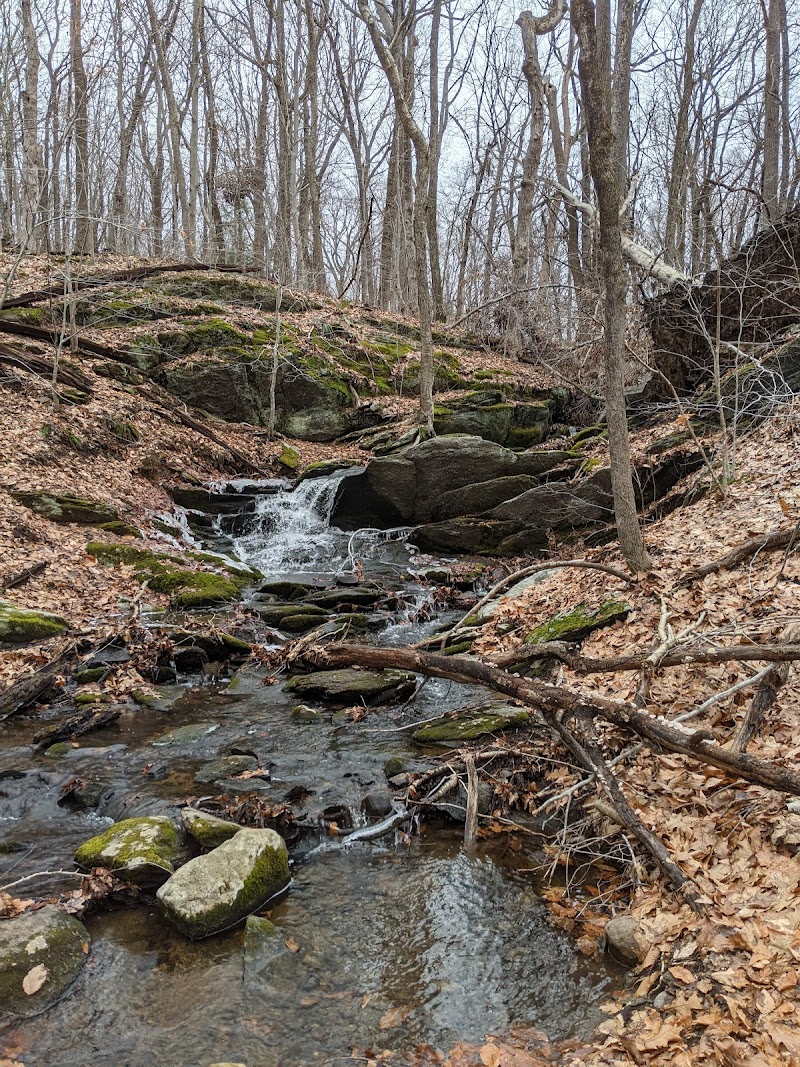 Wilton Town Forest photo 2
