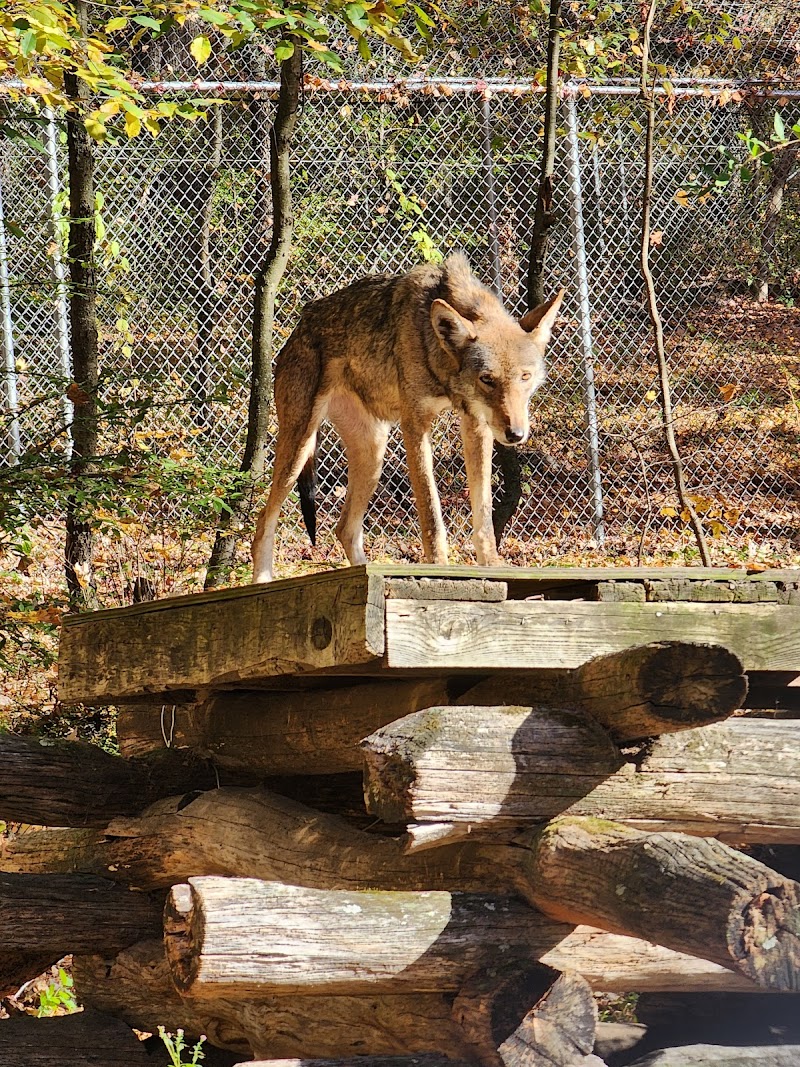 Wolf Conservation Center photo 4
