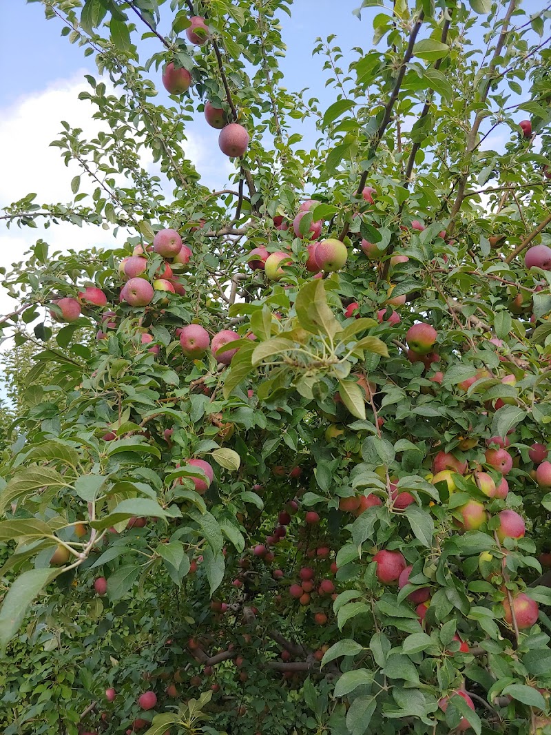Woodside Orchards - Jamesport photo 3