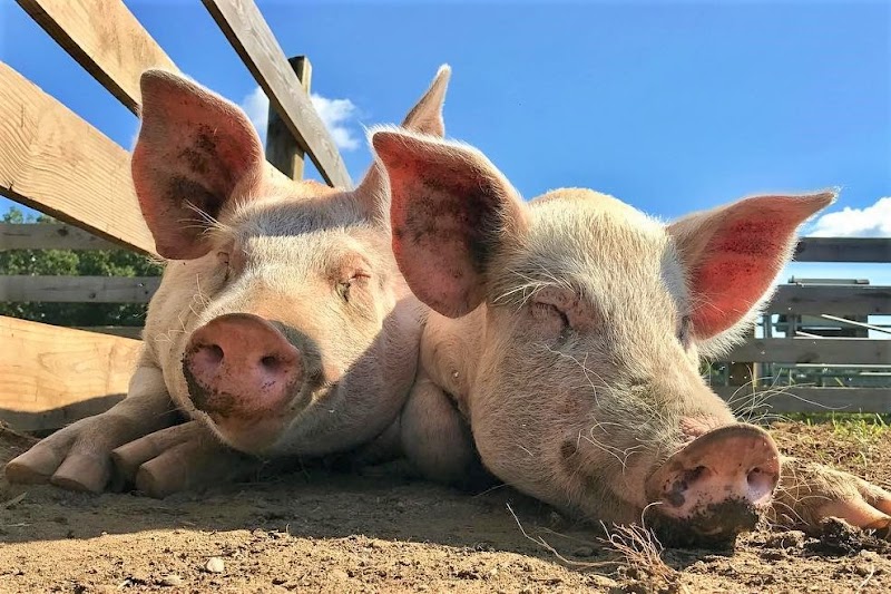 Woodstock Farm Sanctuary photo 1