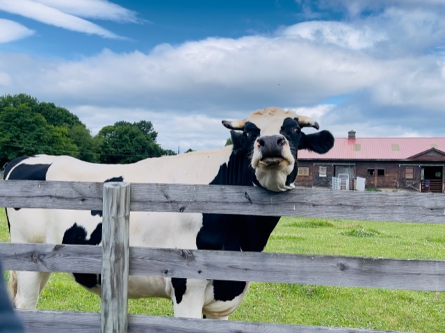 Woodstock Farm Sanctuary photo 2