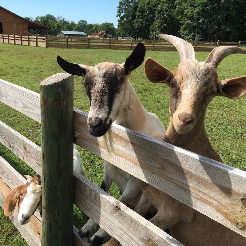 Woodstock Farm Sanctuary photo 4